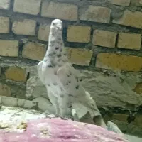 کبوتر|پرنده|رضویه, |دیوار