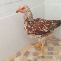 مرغ وخوروس