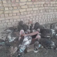 جوجه بوقلمون ۳ ماهه ۱۰۰ قطعه