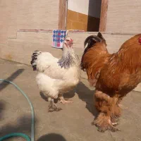 جفت برهما(امپراطور)