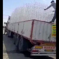 حفاظ شاخه گوزنی