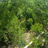 اجاره باغ (بازدید فردا جمعه)