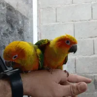 طوطی خورشیدی سان کانور