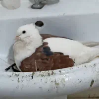 دو جفت پرنده به فروش میرسد