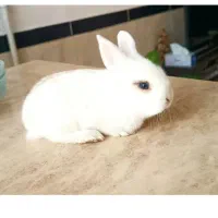 خرگوش لوپ پشمالو نر و ماده