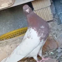 کبوتر کله سرخ