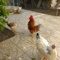 فروش جوجه خروس