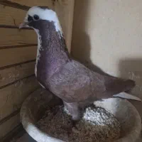 قرمزی عرب ماده