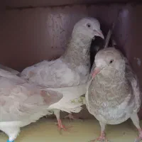 کبوتر