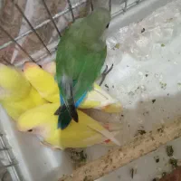 بچه ی طوطی بریزیلی