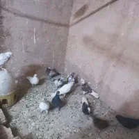 کفتر