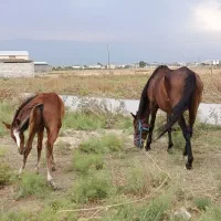 فروش اسب