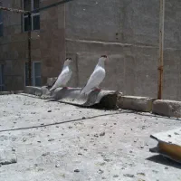 کفترپلاس