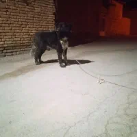 فروش فوری سگ