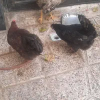 مرغ وخروس