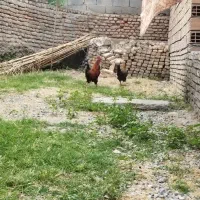۱عددمرغ ویک خروس