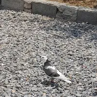 کبوتر