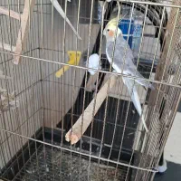 عروس هلندی جفت