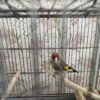 سهره