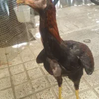 جوجه لاری خروس دم سیاه
