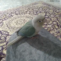 گرینچیک|پرنده|مشهد, کریم آباد|دیوار