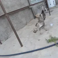 بوقلمون