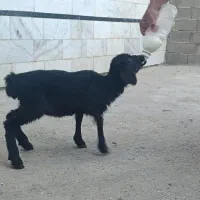 بره|حیوانات مزرعه|کالپوش, |دیوار
