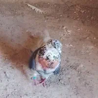 با سلام