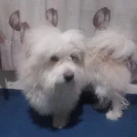 واگذاری .توگو