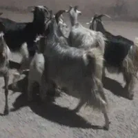 بز کهره دار