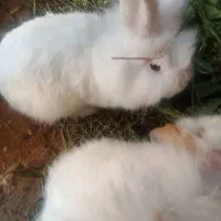 خرگوش لوپ