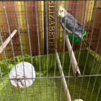 عروس هلندی نر بالغ