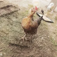 مرغ و نیمچه گلین