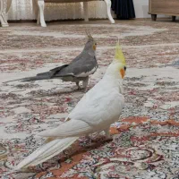 یک جفت عروس هلندی