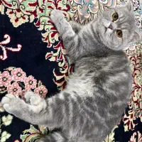 گربه اسکاتیش بالغ اماده جفت