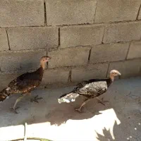 بوقلمون