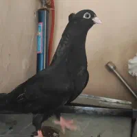 کفتر زاغ صرب ماده (تسو)