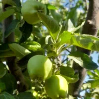 ۸من باغ سیب