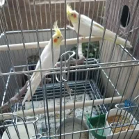 طوطی عروس مولد لوتینو