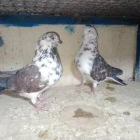 جفت کفتر سوسکی قاره ای تیرماهی پرش سنگین