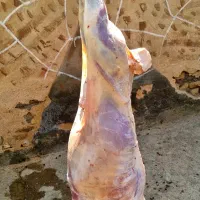 یه لاشه گوشت میش اروزن