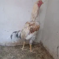 فروش تخم لاری نطفه دار