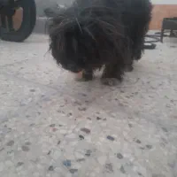 سگ پشمالو باهوش بازی گوش
