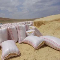 فروش وارسال کاه گندم دیم ازمزارع استان کردستان