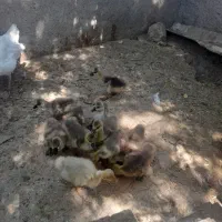 جوجه قوغاز خاکستری