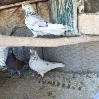 20 عدد کبوتر فروشی
