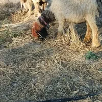 ۱۰ راس میش جوان و کوه قوچ گله داری