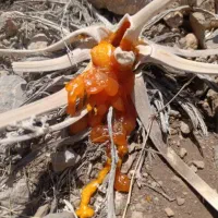 شیره قاسنی