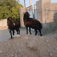 فروش یک راس بره قوچ داشتی