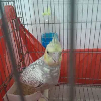 عروس هلندی گلباقالی